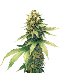 Download Cannabis Png Clipart - Transparent Cannabis Plant Png