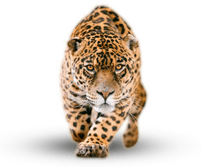 Png Image Collection For Free Download - Jaguar Png