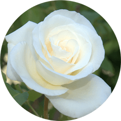 Donate The White Rose Foundation - White Rose In A Circle Png