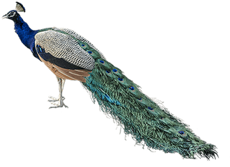 Peacock Png Images Free Download - National Bird Of India Png