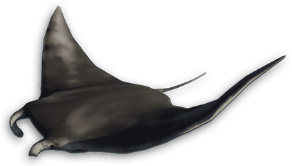 Manta Ray Png Transparent - Manta Ray Png