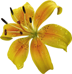 Download Hd Yellow Lily Flower Png - Tiger Lily