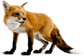 Red Fox Png 2 Image