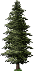 Pine Tree Png Hd - Pine Tree Png Transparent