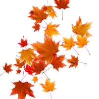 Autumn Falling Vector Leaf PNG Free Photo