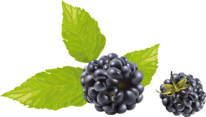 Blackberry Berry - Raspberry Fruit Vector Png