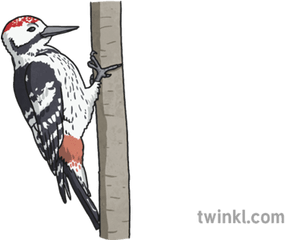 Woodpecker Illustration - Leuconotopicus Png