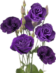 Send Purple Lisianthus Flowers - Purple Lisianthus Png