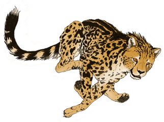 Cheetah Png Transparent Picture - Cheetah Png Art