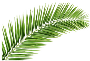 Png Image Background - Transparent Background Palm Leaves Png