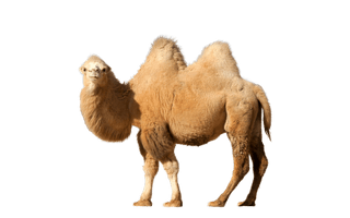 Camel Png