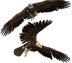 Free Png Images For Photoshop 2 Image - Eagles Png