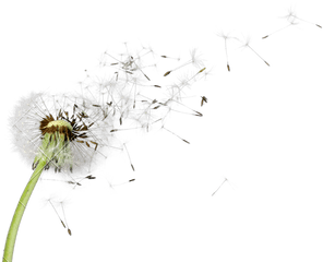 Dandelion Png Hd - Transparent Dandelion Flower Png