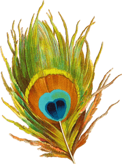 Feathers Clipart Peacock - Bal Krishna Peacock Feather Png