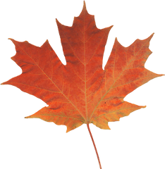 Maple Leaf Autumn Color Canada - Real Pictures Of Leaves Png