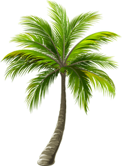 Palms - Transparent Palm Tree Png