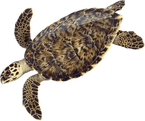 Sea Turtles - Hawksbill Sea Turtle Illustration Png