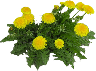 Dandelions Png - Dandelion