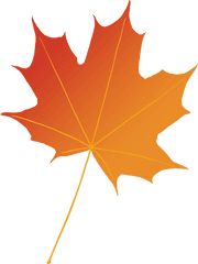 Maple Leaf Photography Illustration Png