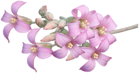 100 Free Succulents U0026 Cactus Illustrations - Moth Orchids Png