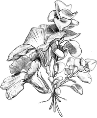 Weeds Gabeaux Png