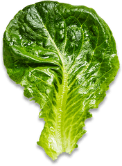 Baby Romaine - Bowery Farming Superfood Png