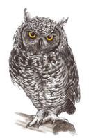 Owl Png Pic