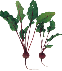 Beet Png Image For Free Download - Beet Plant Png