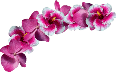 Flower Crowns Png Transparent Free For - Sakura Flower Crown Png