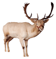 Reindeer Png Pic