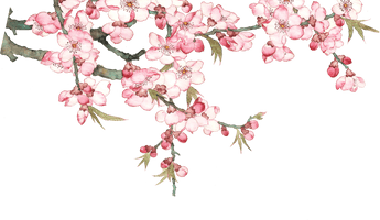 Blossom Watercolor Flower Free HQ Image - Free PNG