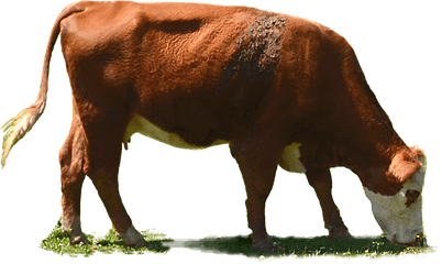 Png - Cow Eating Grass Transparent