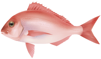 Fish Png 7