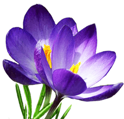 Download Hd Spring Flowers Png - Clipart Crocus