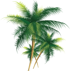 Free Png Tree Tall