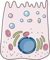 Stomach Wall - Main Cell Stomach Wall Servier Medical Art Clip Art Png