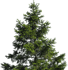 Cropped - Transparent Pine Tree Png