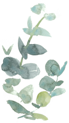 Fresh Watercolor Leaves Transparent Decorative - Peach Coral Eastern Prickly Pear Png