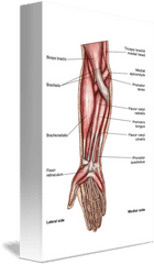 Download Anatomy Of Human Forearm Muscles - Forearm Muscles Muscles Of Human Forearm Png