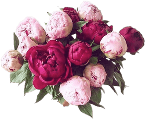 Bouquet Of Peonies Transparent Png - Peony Flowers Bouquet Png