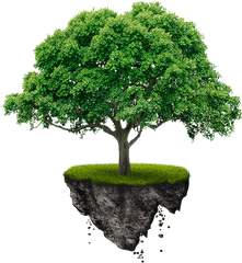 Africa Breathing Proffessional Tree Services - Tree Images Png