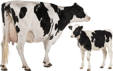 Holstein Friesian Cattle Heck - Cow Images Png Hd