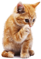 Kitten High-Quality Png