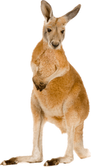 Png Kangaroo - Kangaroo Png