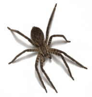 Spider Png Image