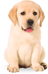 Definition Hd - Dog Png