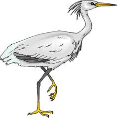 Download Picture Crane Bird Clipart - White Heron Clip Art Png