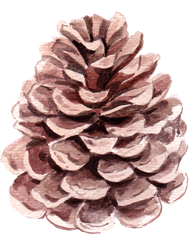 Pine Flower Watercolor - Pond Pine Png