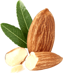 Almond Png Transparent Free Images - Almond Bud Png