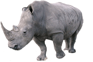 Rhinoceros Png